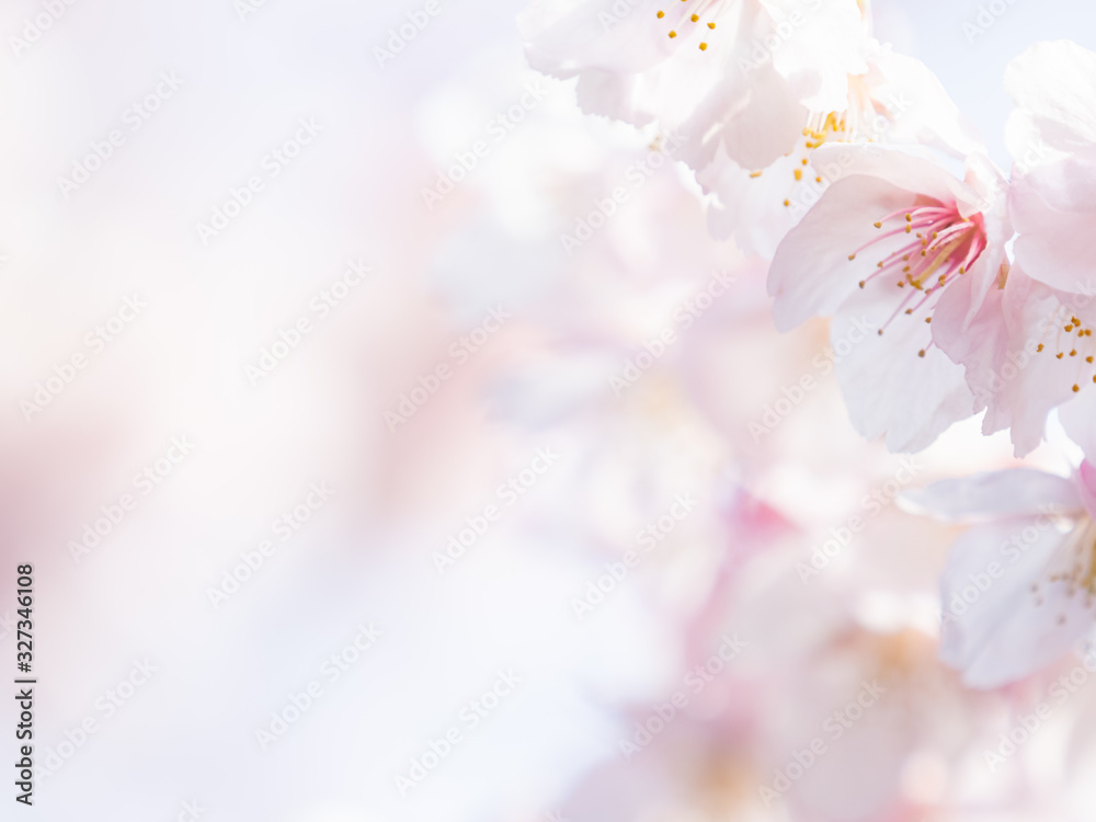 桜のある日本の風景　安行桜