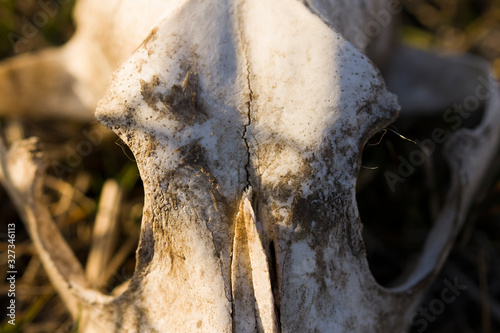 Skull of animal in the forest m selective focus . Close up