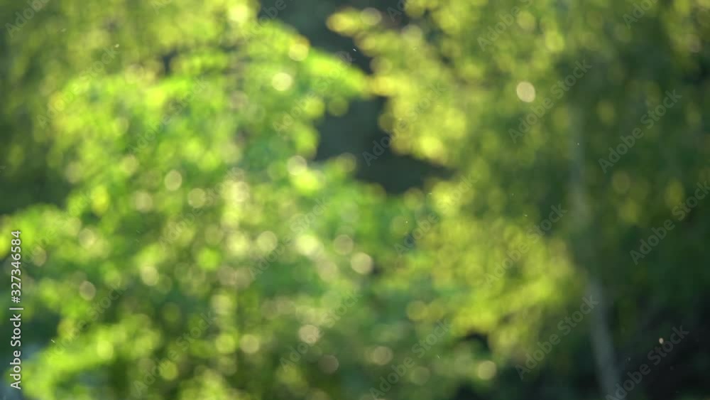 Video background of defocused green trees, poplar flowers pollen and insects flying in foreground.