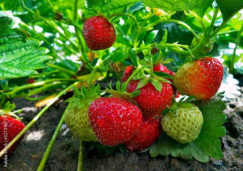 Strawberries in garden.