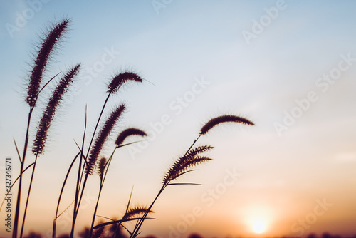beautiful silhouette grass flowers on blue sky twilight evening  with sunset  nature background
