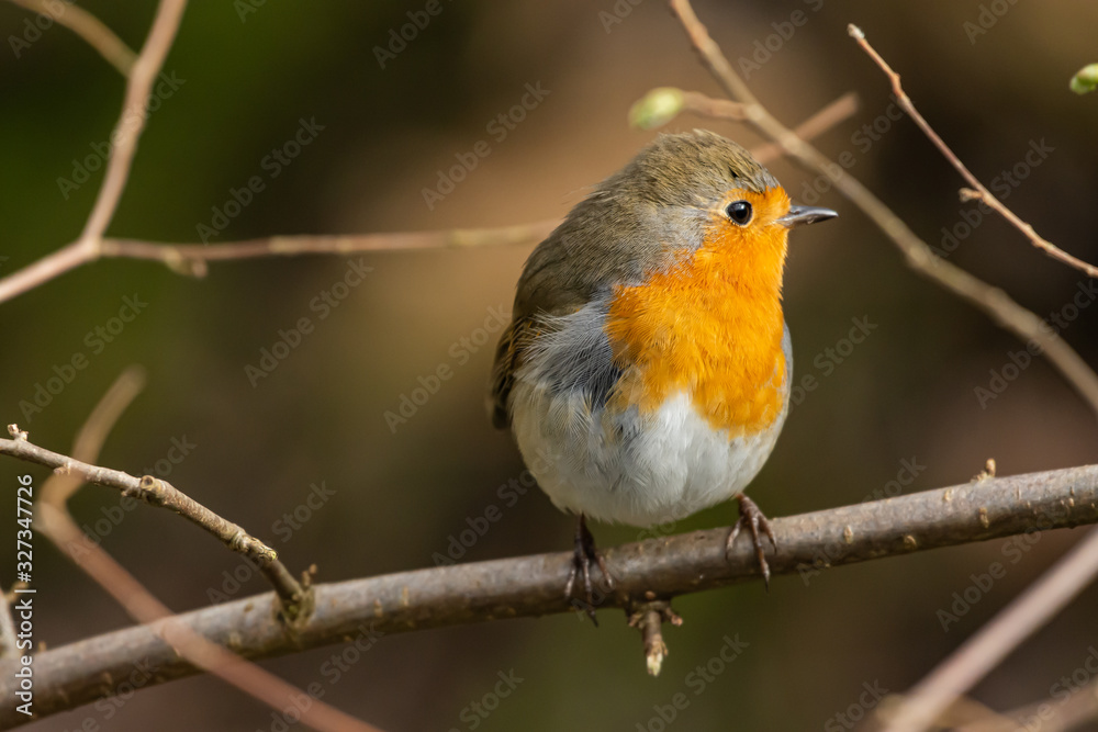 Robin in the garden