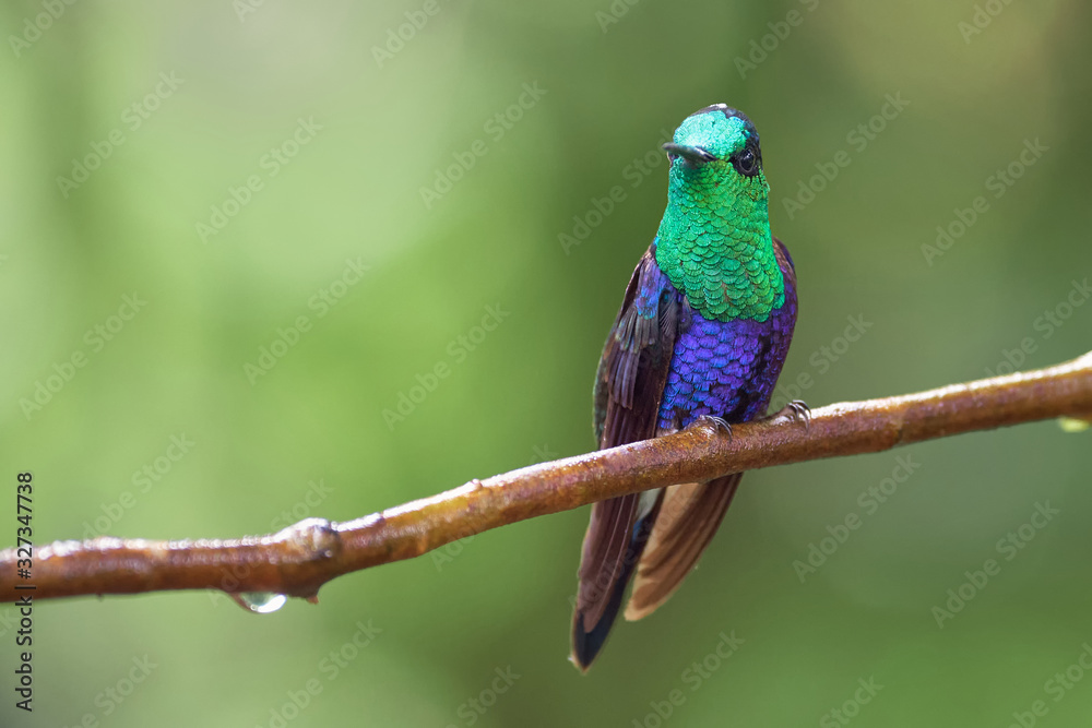 Obraz premium Amazing and beautiful hummingbird perched on a branch