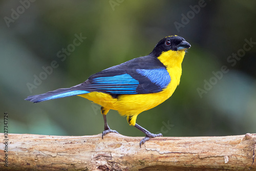 Blue winged tanager resting on a tree branch