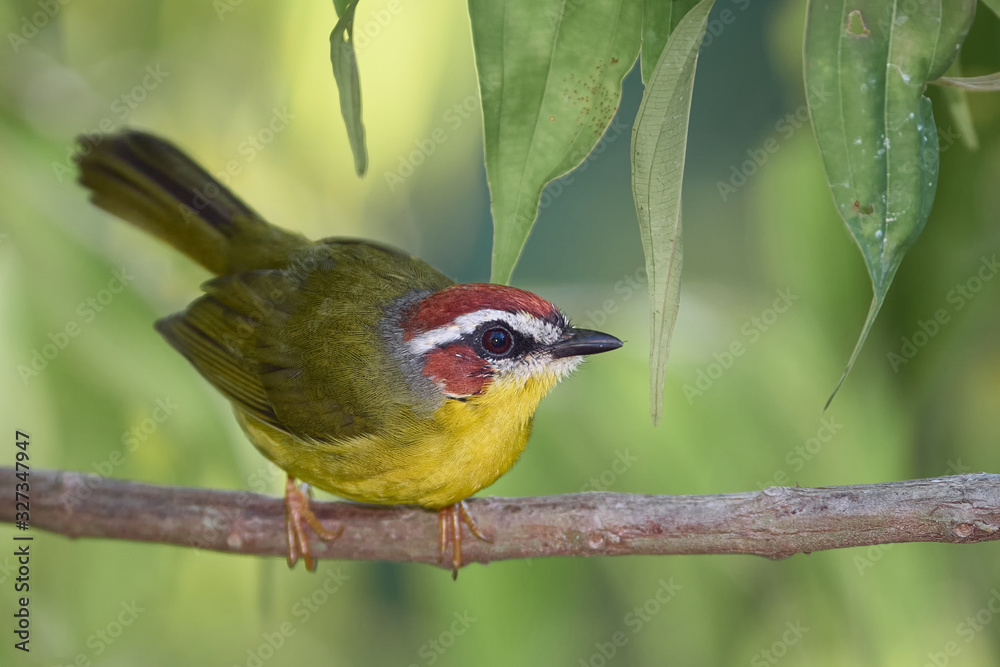 Fototapeta premium Amazing bird carefully stopped on a branch
