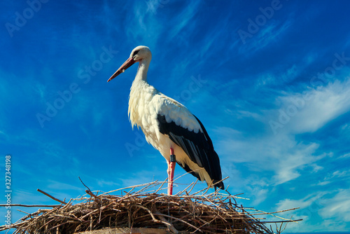 white stork in front of blue sky on nest