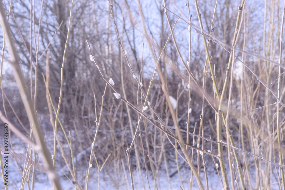 Obraz premium Gałązka wierzby na tle błękitnego nieba wczesną wiosną - tło wiosna i koncepcja zmiany sezonu, miejsce na tekst, miejsce na kopię