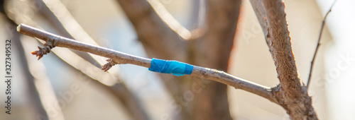 grafting trees in spring. Gardening and vegetable garden. Selective focus. photo