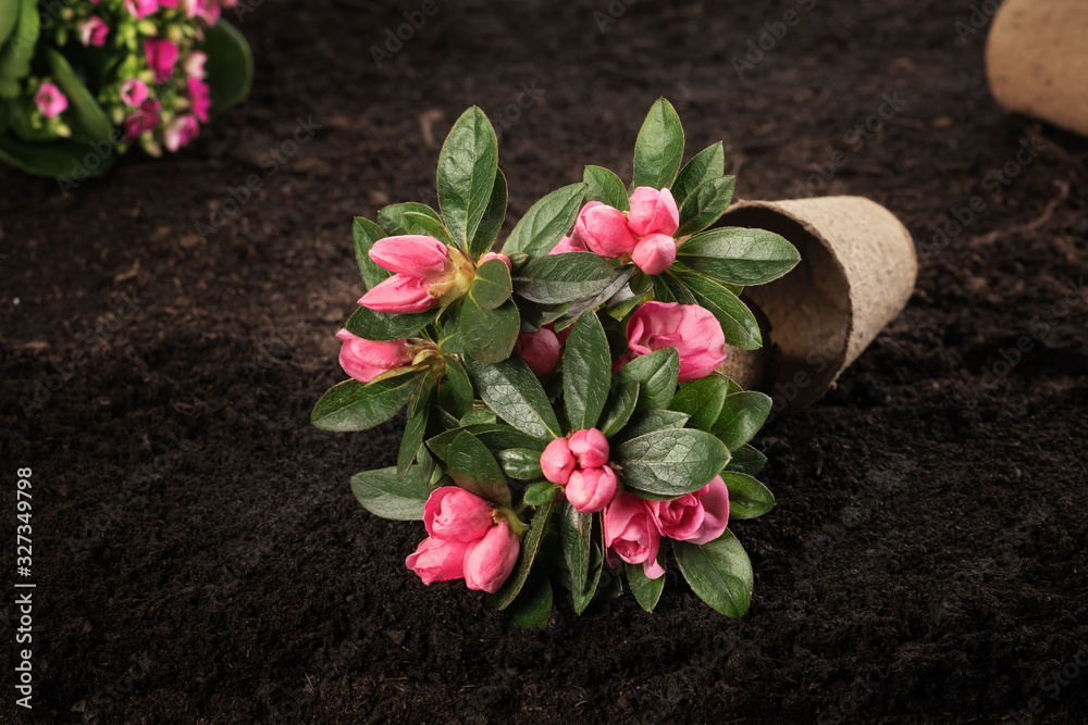 Potted rhododendron flower on soil ground