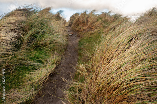 Small walking path in a dunes by ocean, Nobody, Cloudy sky.