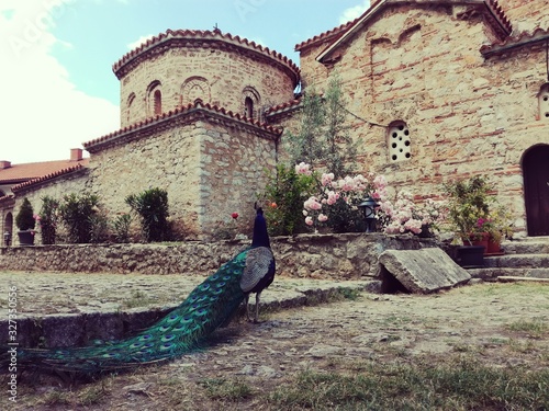 Peakock in a monastery