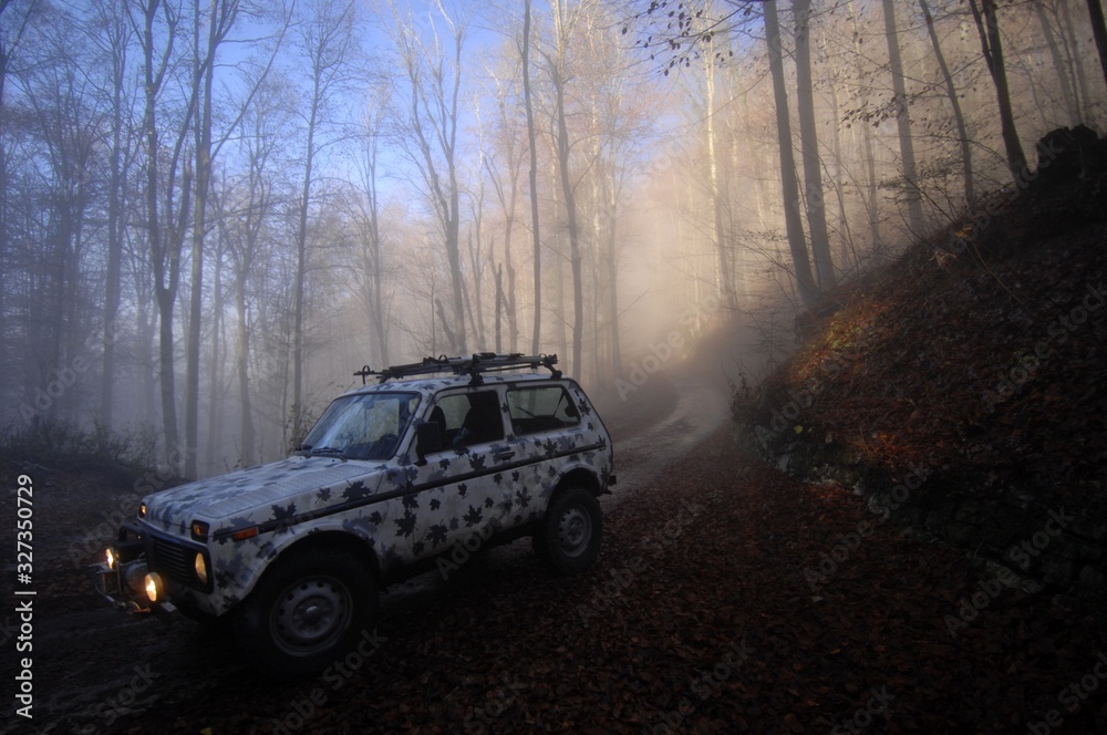 Obraz premium forest