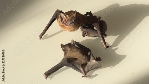 Bat cub sucks milk under its wing photo