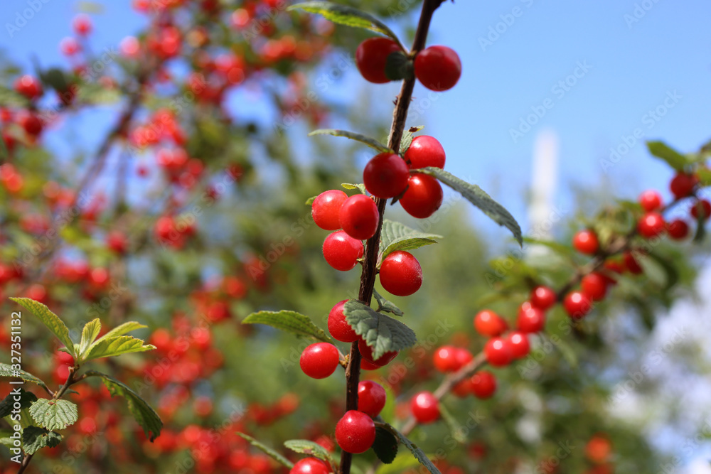 Nanking cherry and blue sky. Far eastern delicacy