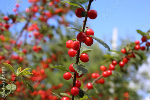 Nanking cherry and blue sky. Far eastern delicacy