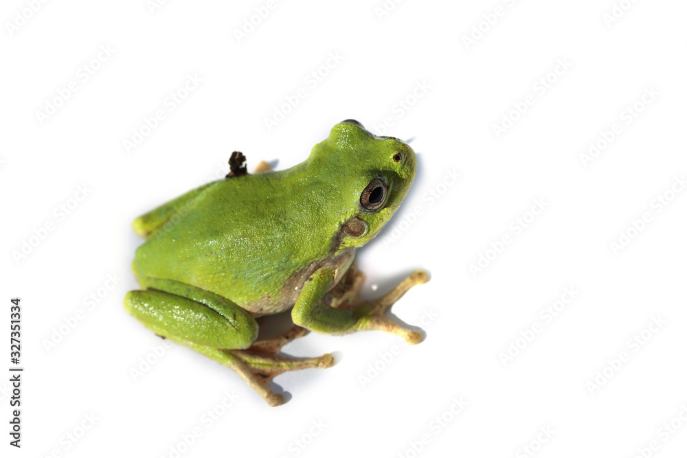 Green frog isolated on white (Hyla..japonica, Japanese tree frog) Green frog isolated on white (Hyla..japonica, Japanese tree frog)