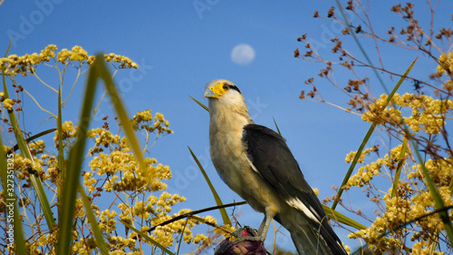 Gavião carrapateiro, Milvago chimachima. The Yellow-headed Caracara is a falconiform bird in the family Falconidae.