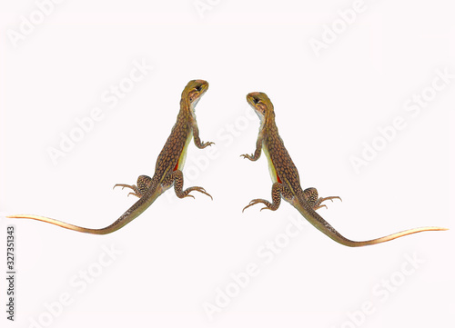 lizard isolated on white background