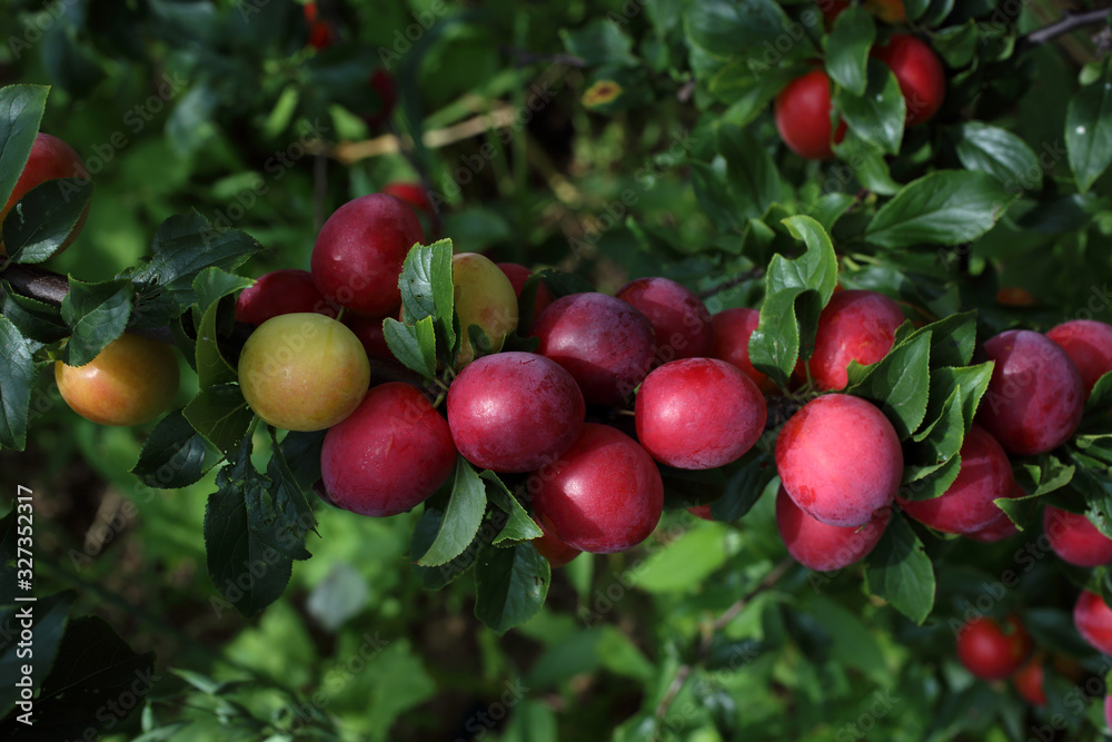 Growing plums. ripe and unripe fruits Growing plums. ripe and unripe fruits