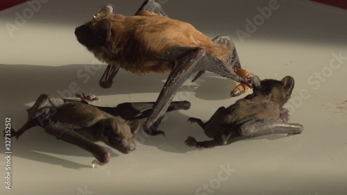 Bat family, mother with cubs