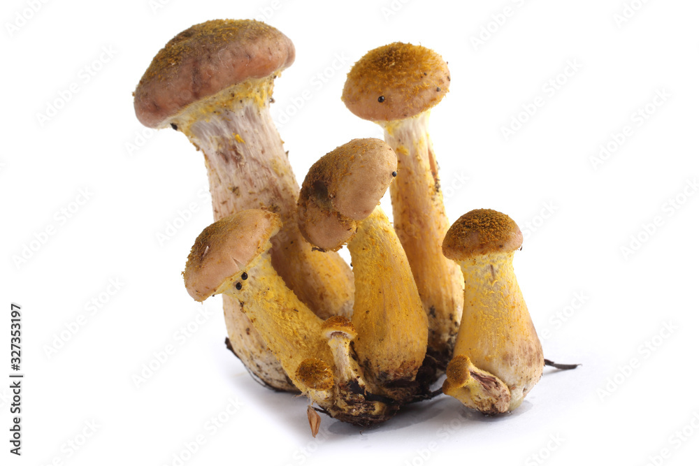 Little growing honey fungus mushrooms isolated on white Little growing honey fungus mushrooms isolated on white