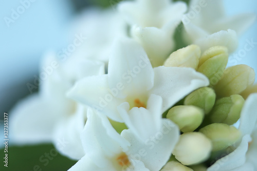 香りのよい白い沈丁花 （クローズアップ）