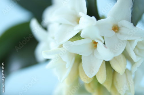 Fototapeta Naklejka Na Ścianę i Meble -  香りのよい白い沈丁花  （クローズアップ）