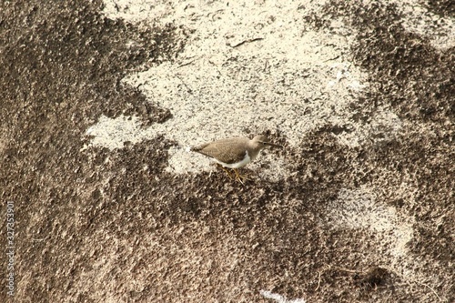 A common sandpiper in Tanzania photo