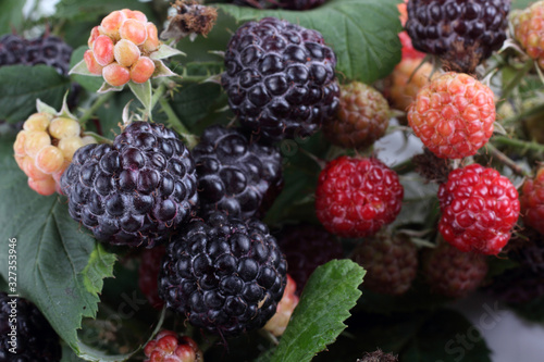 Black raspberries background (rubus idaeus) background