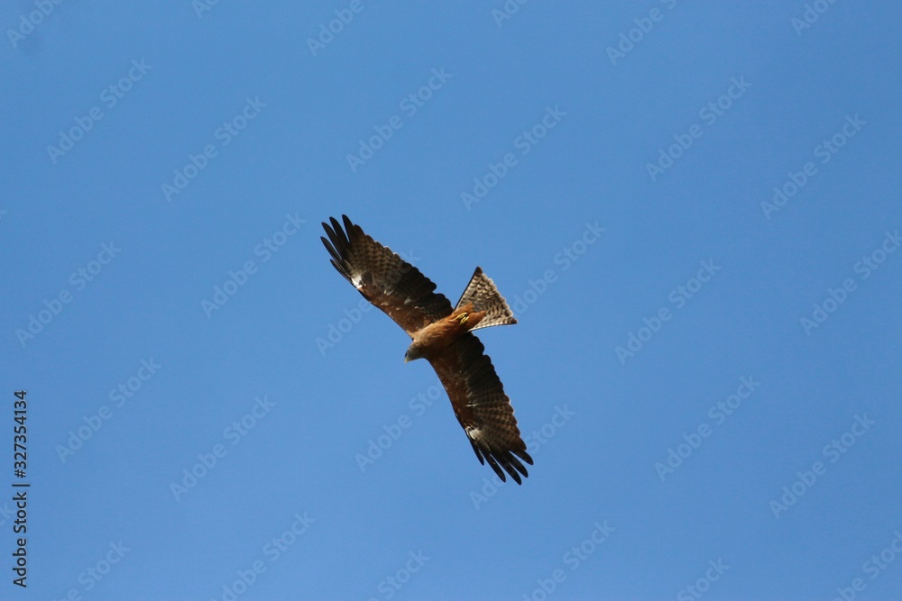 Fototapeta premium A yellow-billed Kite in Tanzania, flying