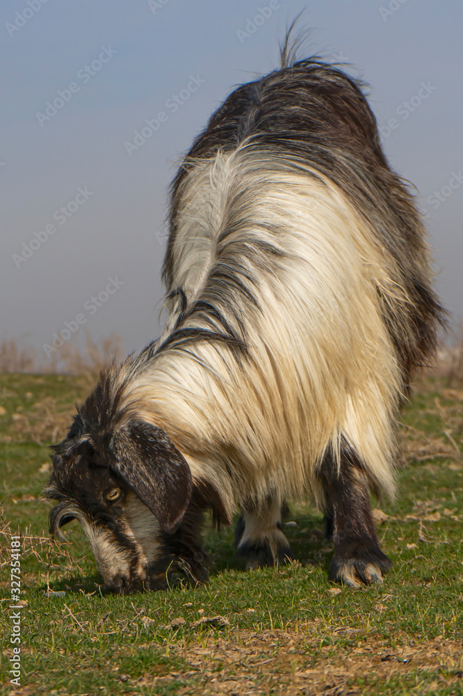 Obraz premium real wild goats graze in the Asian steppe. fearful animal. wool texture. first day of spring. first grass. the awakening of nature