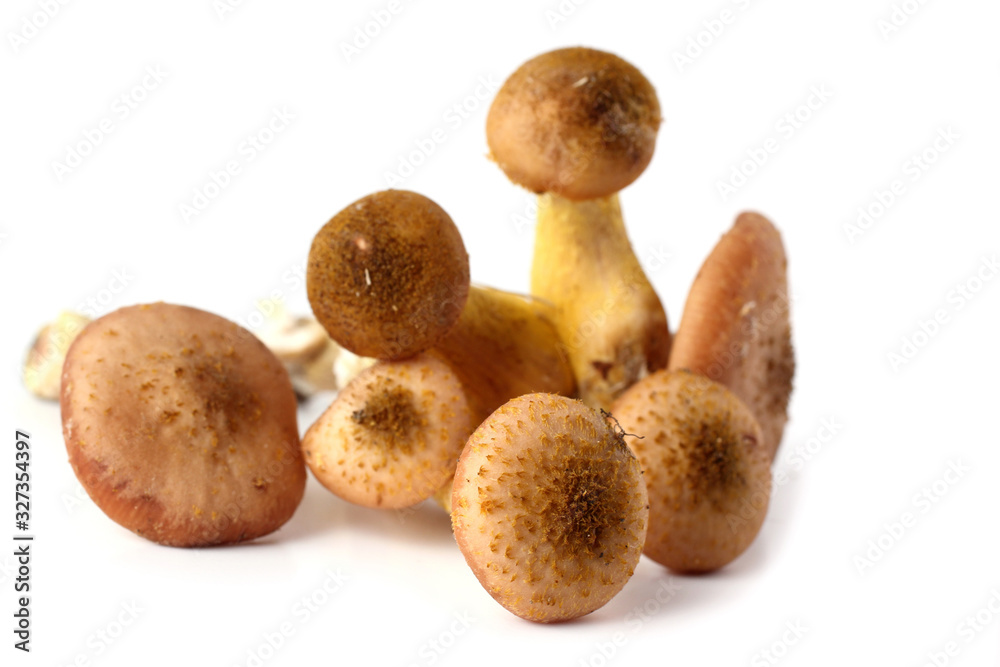 Little honey fungus mushrooms isolated on white Little honey fungus mushrooms isolated on white