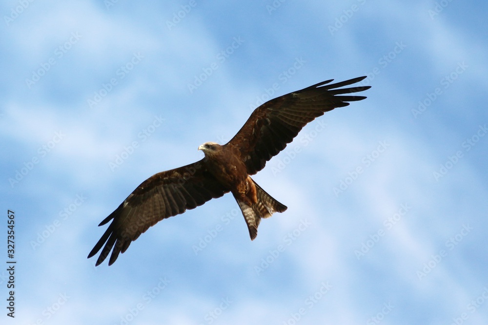 A yellow-billed Kite in Tanzania, flying A yellow-billed Kite in Tanzania, flying