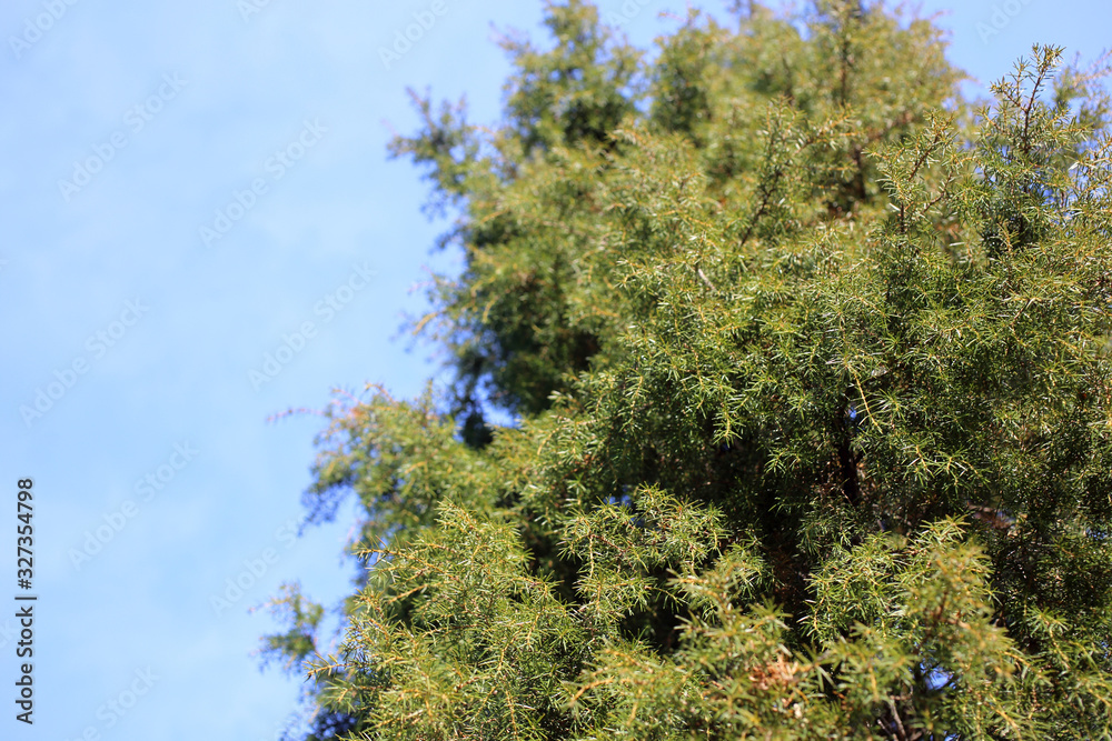 Obraz premium Juniperus rigida (temple juniper) tree
