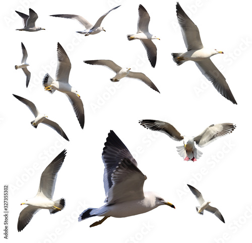 Flying sea gulls isolated on white