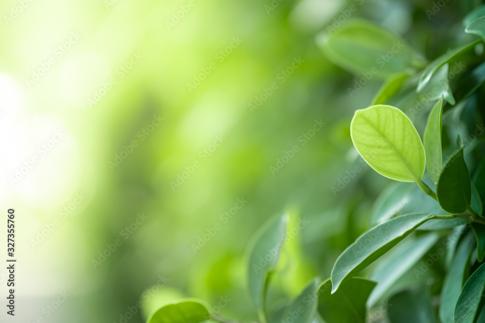 Closeup beautiful view of nature green leaves on blurred greenery tree background with sunlight in public garden park. It is landscape ecology and copy space for wallpaper and backdrop. Closeup beautiful view of nature green leaves on blurred greenery tree background with sunlight in public garden park. It is landscape ecology and copy space for wallpaper and backdrop.