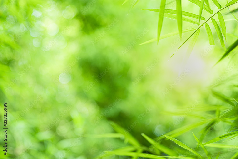 Closeup beautiful view of nature green bamboo leaf on greenery blurred background with sunlight and copy space. It is use for natural ecology summer background and fresh wallpaper concept. Closeup beautiful view of nature green bamboo leaf on greenery blurred background with sunlight and copy space. It is use for natural ecology summer background and fresh wallpaper concept.
