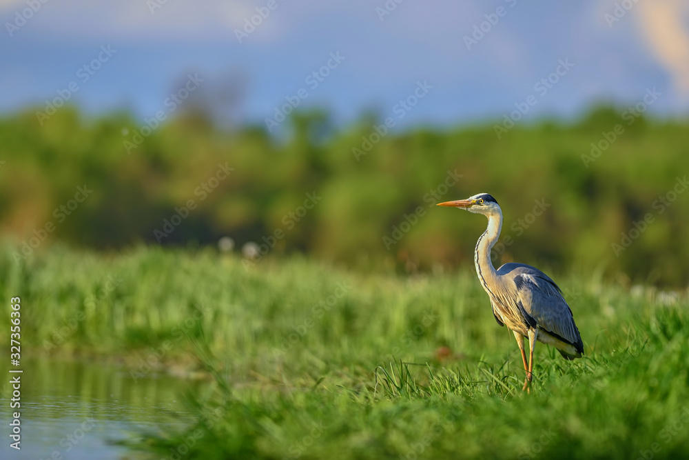 Fototapeta premium Grey Heron - Ardea cinerea, large common gray heron from lakes and rivers, Hortobagy, Hungary.