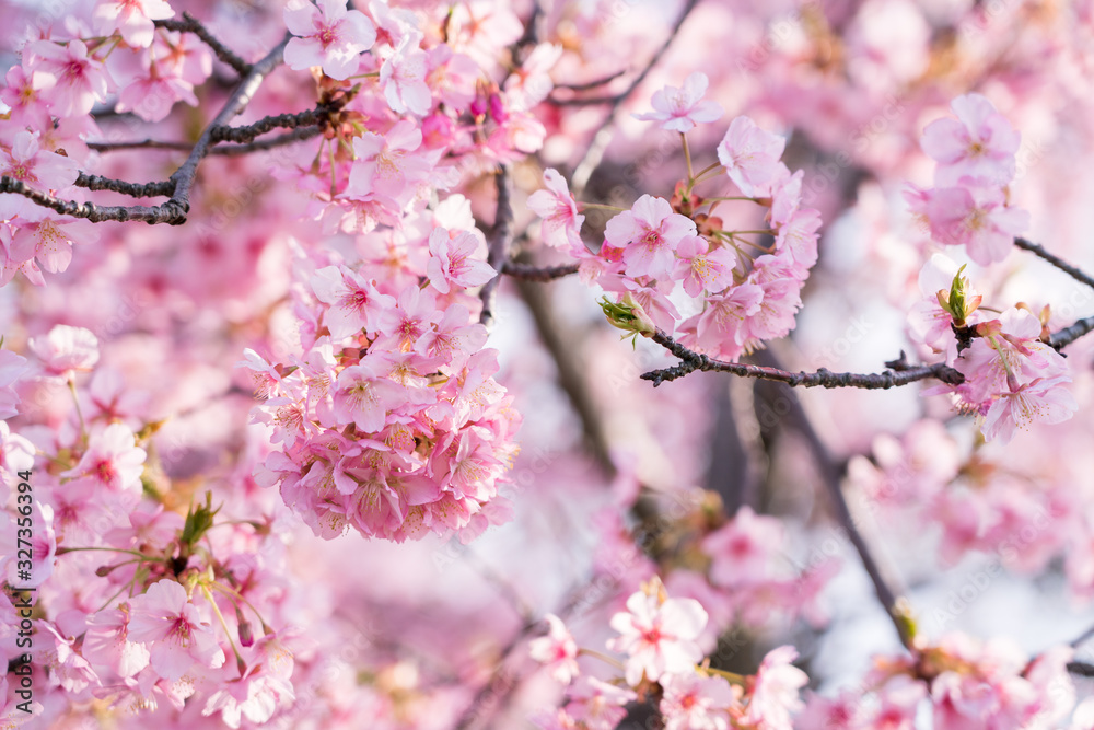 河津桜