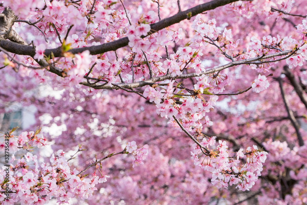 河津桜