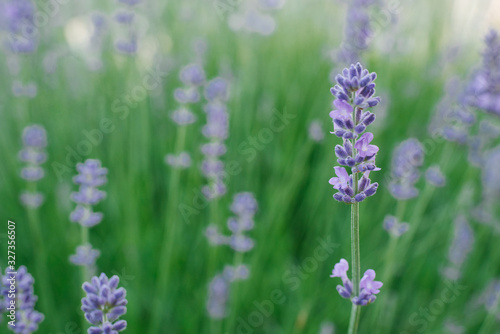 Selective focus on the lavender flower in the flower garden in summer
