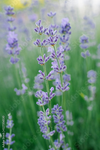 Selective focus on a lavender flower in a flower garden - lavender flowers illuminated by sunlight.