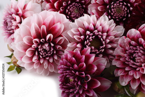 Dahlia flowers isolated on white