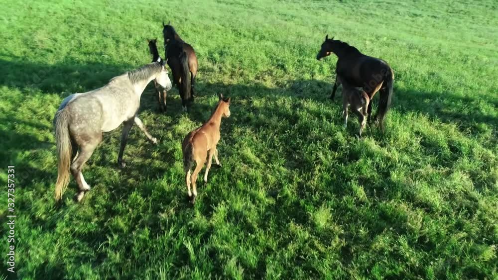 Aerial view of herd of purebred horses and foals grazing in the green grass. A group of various beautiful breeding horses. Rural scene. Aerial view of herd of purebred horses and foals grazing in the green grass. A group of various beautiful breeding horses. Rural scene.
