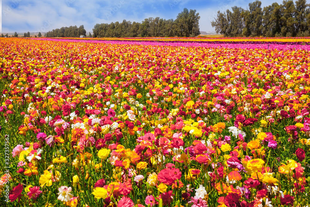 The  kibbutz field