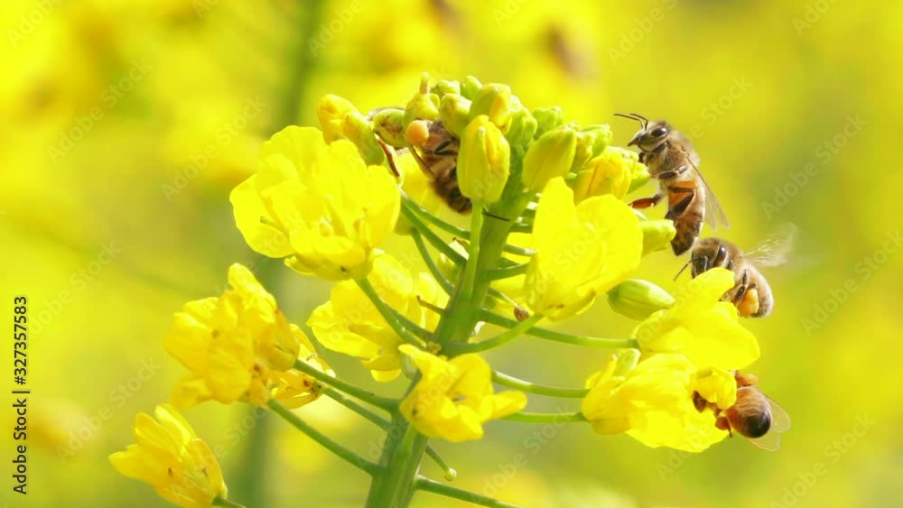 Slow motion of group of honey bees collection pollen on the rape oilseed flower in the sunny spring field bees flying around yellow canola blooming flower in the nature Slow motion of group of honey bees collection pollen on the rape oilseed flower in the sunny spring field bees flying around yellow canola blooming flower in the nature