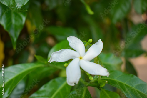 White Flowers Tree in Garden Floral Stock Photograph Image