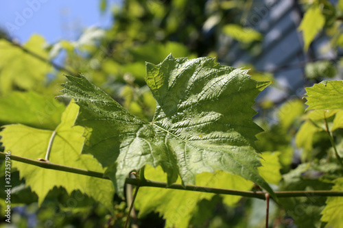 Growing grape plant photo