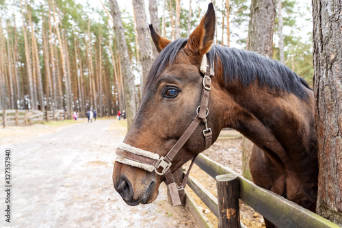 Photo A brown horse peeks out from behind a wooden fence near the trees