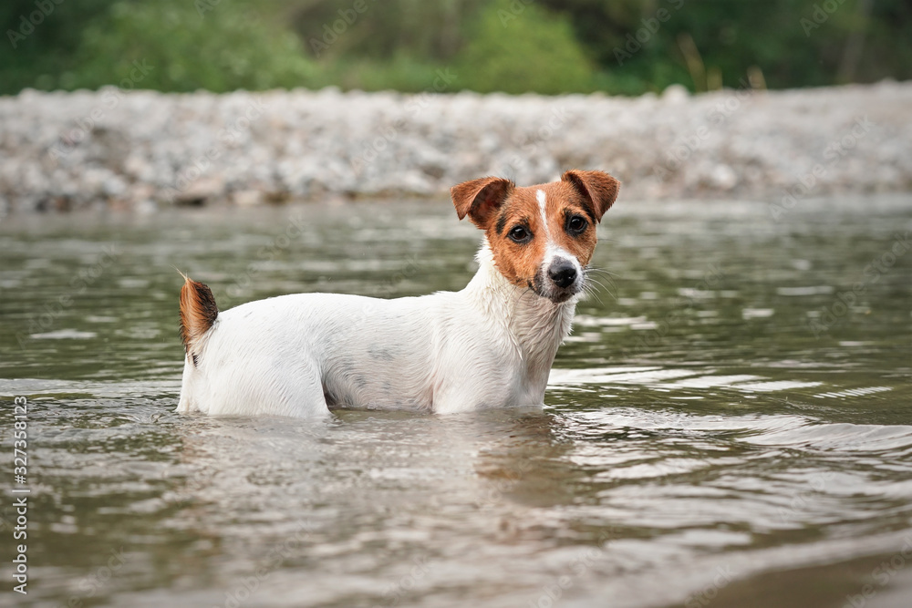 Small Jack Russell terrier crawling in shallow water on a summer day, her fur wet from swimming Small Jack Russell terrier crawling in shallow water on a summer day, her fur wet from swimming